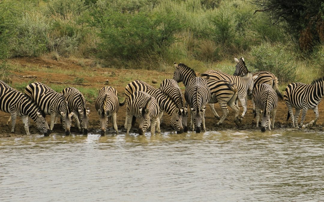 The Daily PPILL #12 – Watering Hole