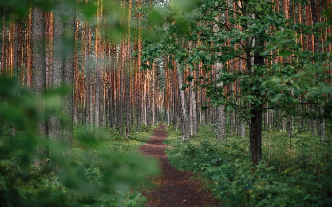 Repost: The path you trace on your journey – Daily PPILL #276