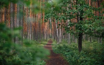 Repost: The path you trace on your journey – Daily PPILL #276