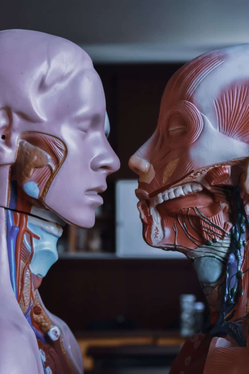 human anatomical mannequins placed near each other