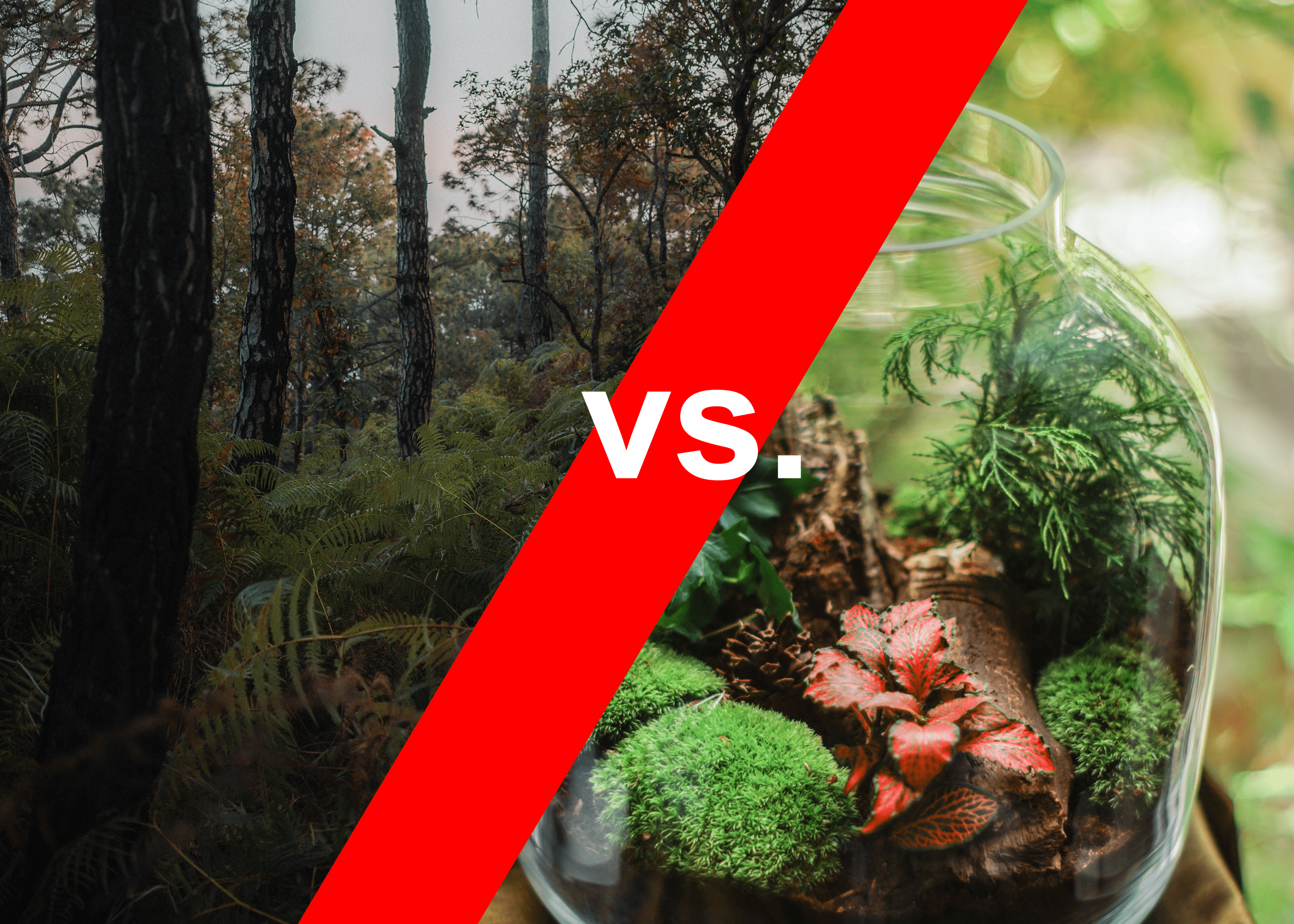 The forest vs. the terrarium – The Daily PPILL #103