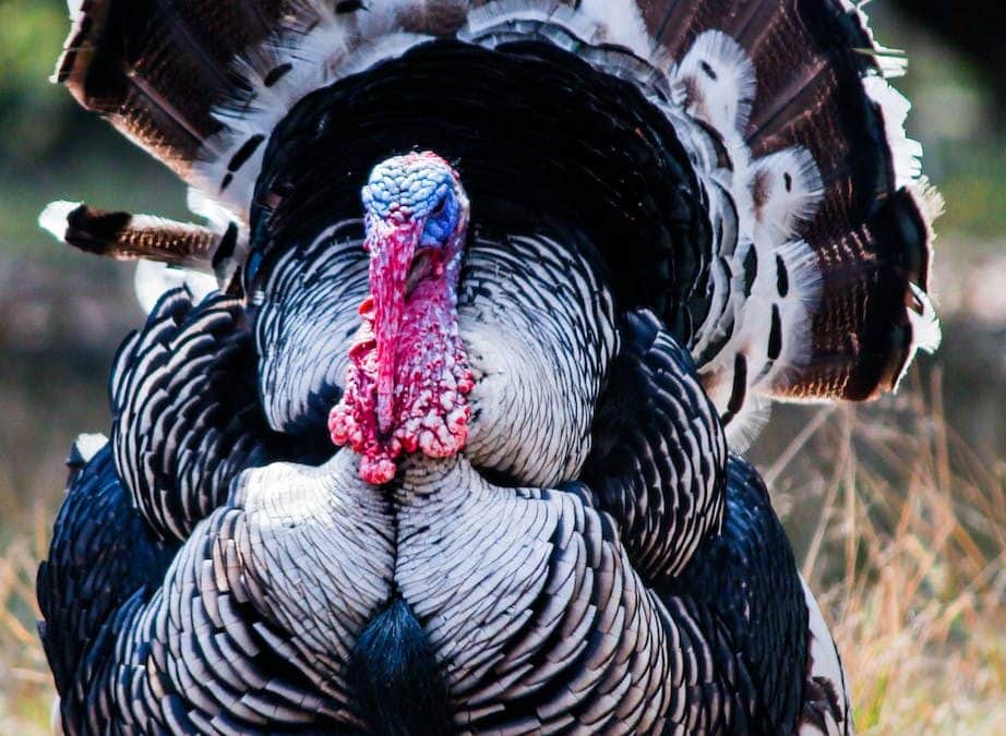 Things you may add to your Thanksgiving gratitude list – The Daily PPILL #208