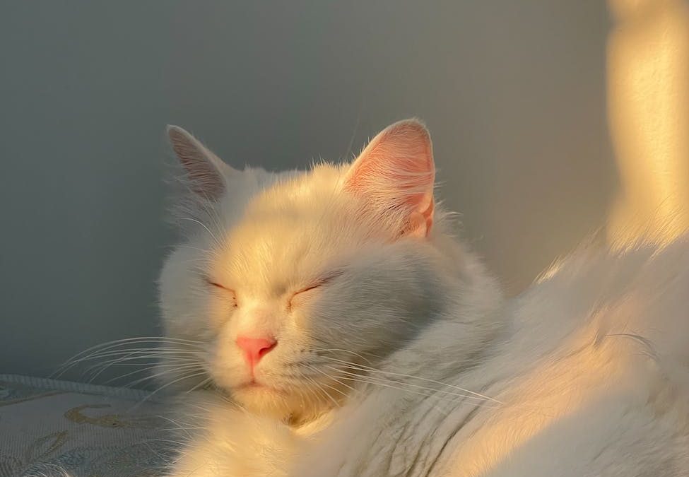 Catnap – The Daily PPILL #254