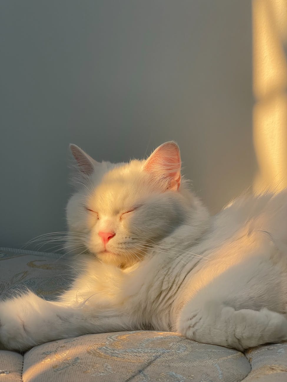 close up shot of a white cat sleeping