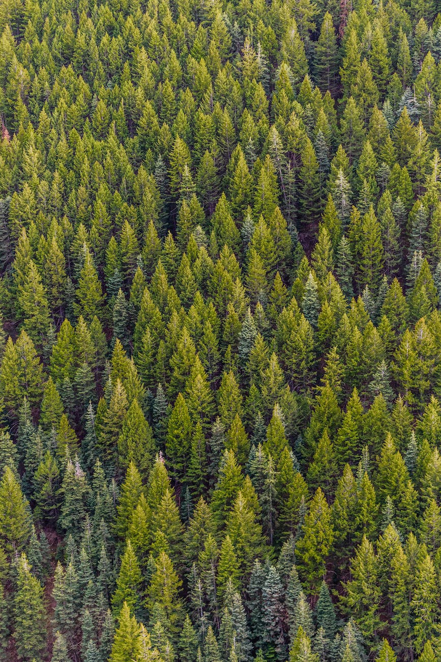 green pine trees