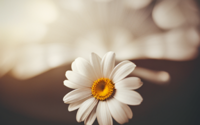 Finding Purpose (Repost) – The Daily PPILL #362